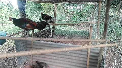 15.6.2021 ໄກ່ປ່າ100ຖ່າຍຂົນແລ້ວຫຍັງຂັນຢູ່ kv tu qaib qu tseem qua kawg li nawb