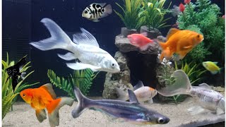 my color fish aquarium fish tank video