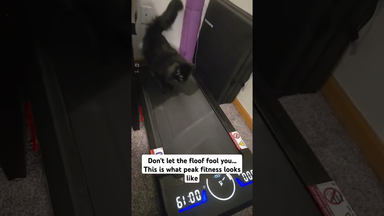 When your cat becomes your gym buddy