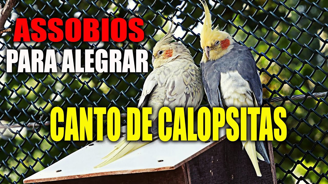 Canto de Calopsitas: Assobios de Calopsitas, Vai deixar sua Calopsita Cantando Muito