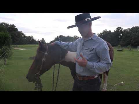 Video: Memperbaiki Kuda yang Sulit Dikekang