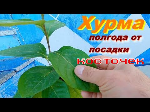 Выращивание хурмы из косточки  Что выросло за сезон