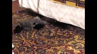Кот Лев любит носки. Lion, the cat loves socks. Кот Лев любит носки. Lion, the cat loves socks.