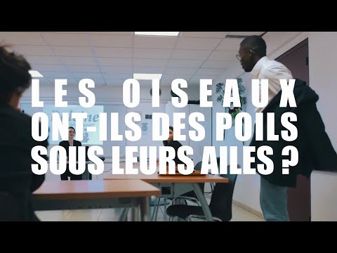 Vidéo: Les cétacés ont-ils des poils ?