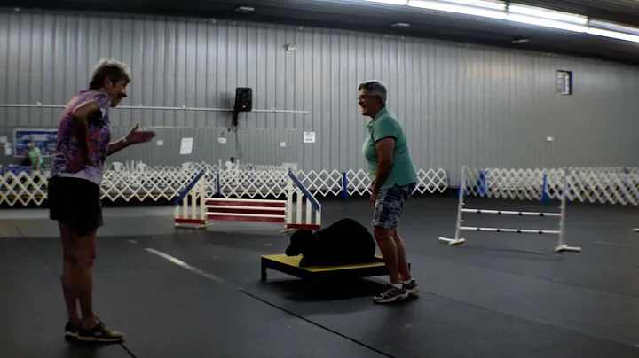 Introduction to AKC Agility Course at a distance