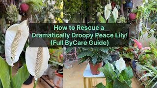 Stop Killing Your Peace Lily! 5 Essential Tips🤍 Peace Lily Care: The Ultimate Guide for Beginners👍🏻