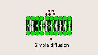 Diffusion Explained | Types, Examples & Factors Affecting Diffusion