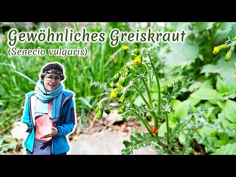 Video: Gewöhnliches Popovnik (Gänseblümchen): Beschreibung, Foto, wo es wächst