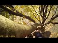 tree climbing けやきの昇り降りです。