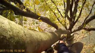 tree climbing けやきの昇り降りです。