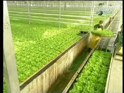 Video: Jak dlouho trvá pěstování salátu ve vodě?