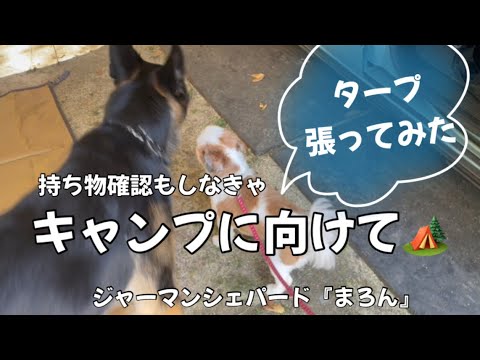 【ジャーマンシェパード】犬とキャンプに行きたい！只今準備しておひます！1人と2匹で楽しみたい！とりあえずタープ張ってみよう！