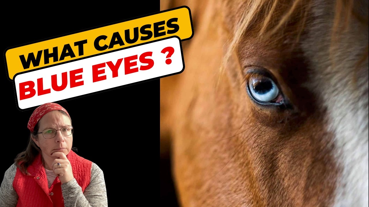 The surprising reasons behind why some horses have  blue eyes