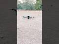 Dji Air 3s landing drone video ￼#shorts #short #shortvideo #shortsfeed #shortsvideo #drone