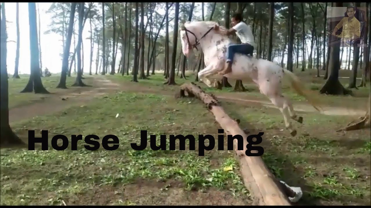Jumping Horse YouTube