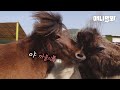 싸우지 馬란 말이야.. 한 여자를 사랑하게 된 죽마고우 세친구🤦ㅣThree Pony Besties Fell In Love With One Lady