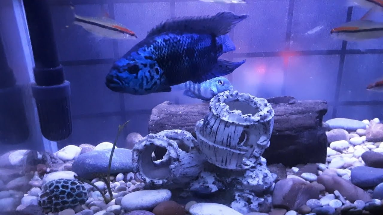 ELECTRIC BLUE JACK DEMPSEY CICHLIDS (sea of blue) with tank mate. YouTube