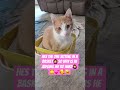 WHY IS HE STARING AT ME LIKE THIS #pets #funny #hilarious #pet life #orangecats #godslove #god