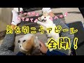 飼い主を独り占めする為に猛烈アピールをする子犬チワワ