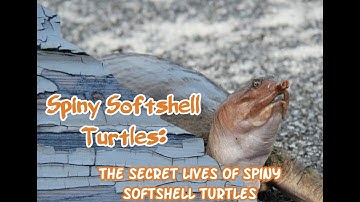 Spiny Softshell Turtles: The Secret Lives of Spiny Softshell Turtles #animals #turtles #amphibians