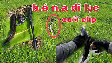 CÂU CÁ LÓC RỪNG U MINH HẠ GẶP B.É N.A ĐI LẠC | quốc toản fishing | snakehead fishing