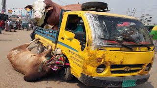 Cute Cow Videos Cow Milk Company Beautiful Dairy Farm Smart Cow Farming Technology