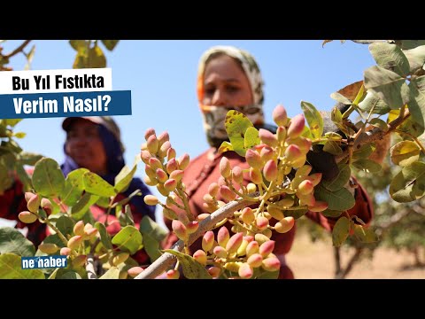 Bu Yıl Fıstıkta Verim Nasıl?