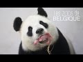 Naissance d'un panda géant à Pairi Daiza - LZDB