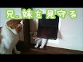 【子猫VS猫】子猫、ペットドアくぐれるのか？！How to use pet doors