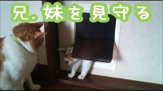 【子猫VS猫】子猫、ペットドアくぐれるのか？！How to use pet doors