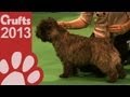 Cairn Terrier - Best of Breed - Crufts 2013 の動画、YouTube動画。