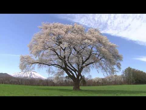 古今和歌集 / The Kokinshû. Spring Poems. Part II, 86 / Весенние песни. Сувий 2 (KKS II, 86)