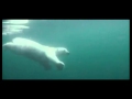 Underwater view of polar bear swimming