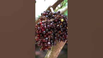 Buah anggur yg sangat langka hanya ada di hutan #anggur #shorts