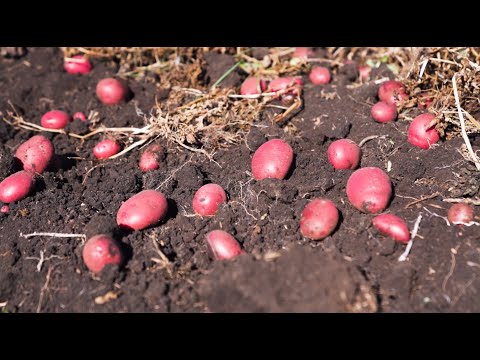 ვიდეო: მოსავლის აღება დამწყებთათვის: ბაღის მოსავლის აღება პირველად მებოსტნეებისთვის