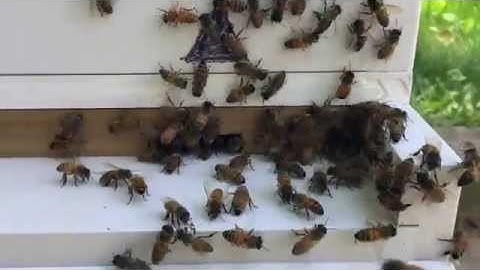 beekeeping 101 part 3 of 4 part series