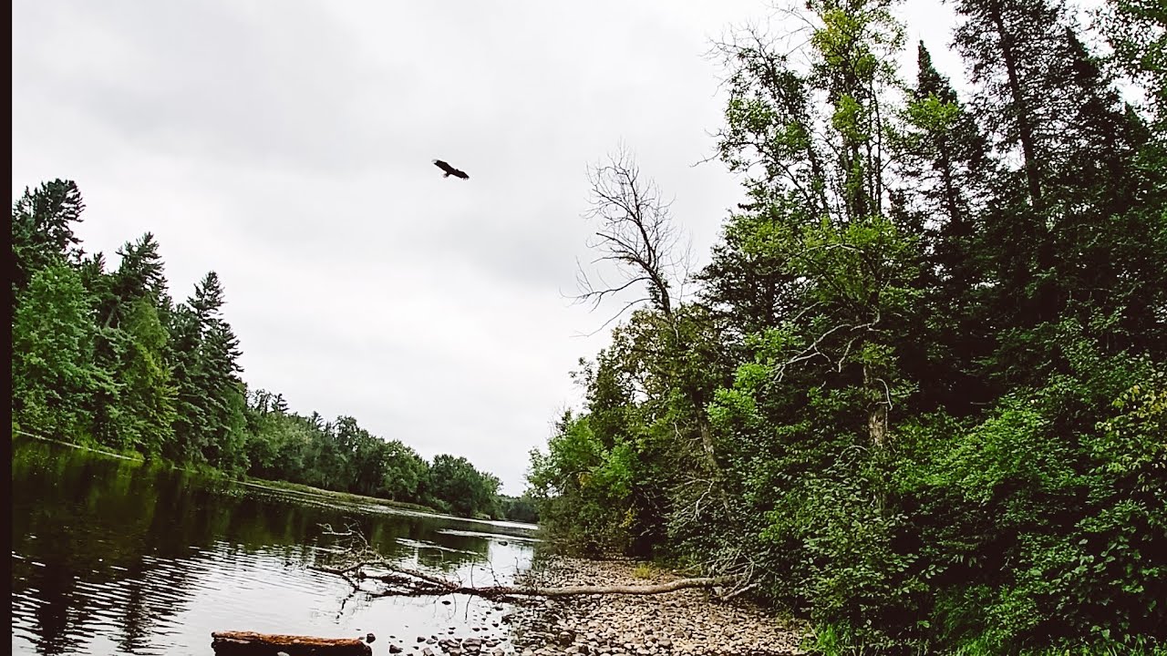 We fed an EAGLE our BASS