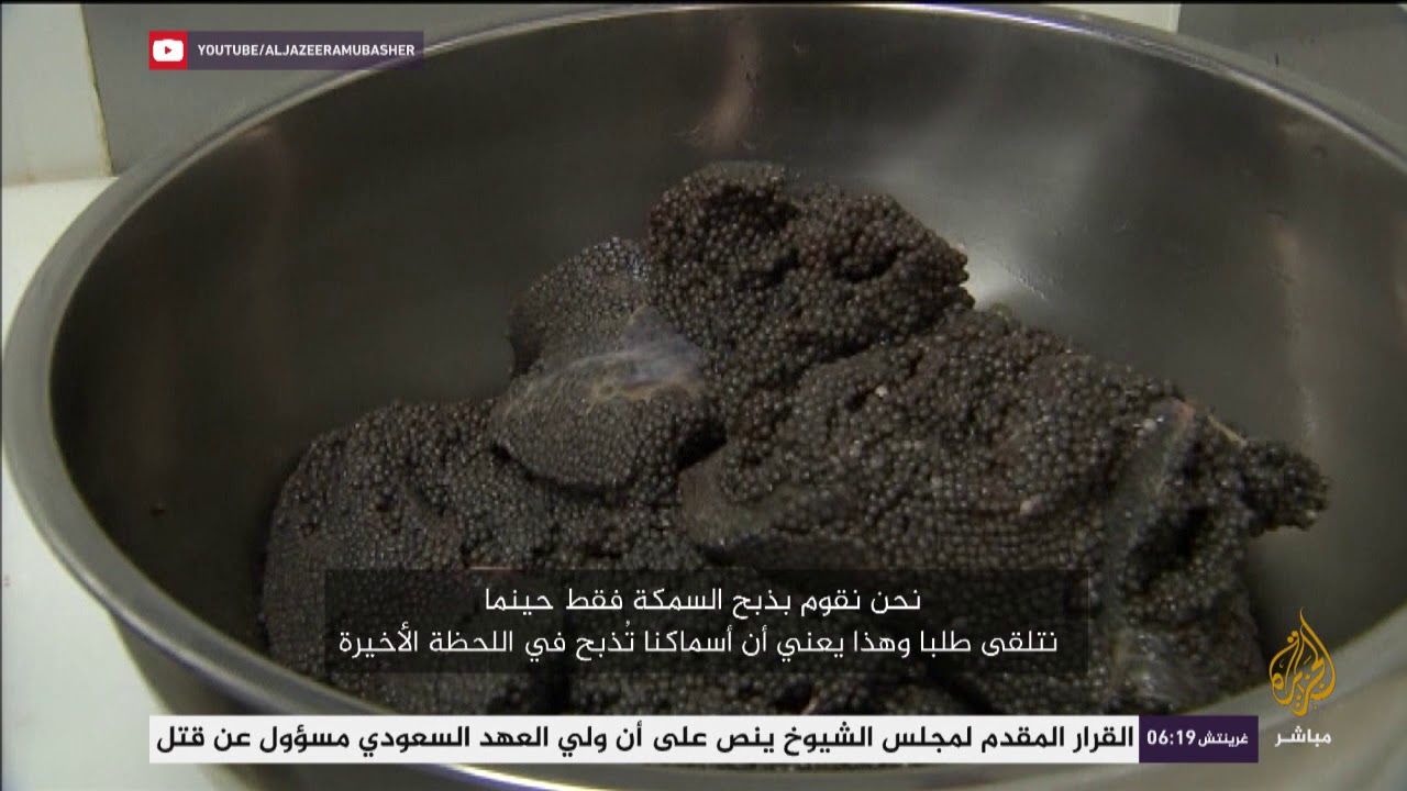 هل تناولت الكافيار من قبل؟.. اكتشف طريقة استخراجه