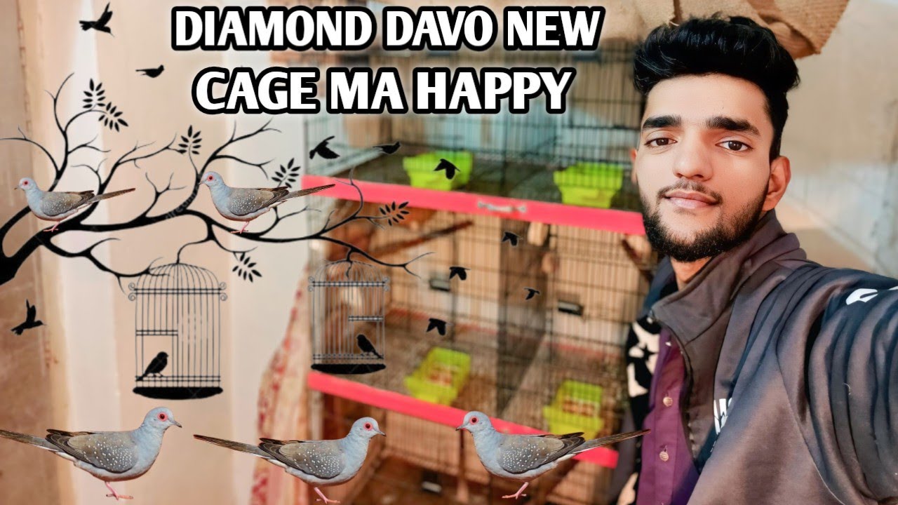 Diamond davo ko thand lag chuki  thi is lia save  cage k andr saveting kr di ha
