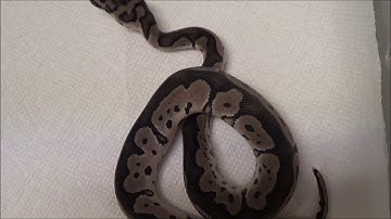 2019 1 Male VPI Axanthic Clown Ball Python
