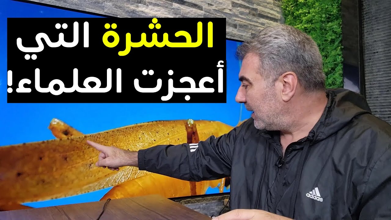 الحشرة التي أعجزت العلماء بإقلاعها! شاهد بالتصوير البطيء