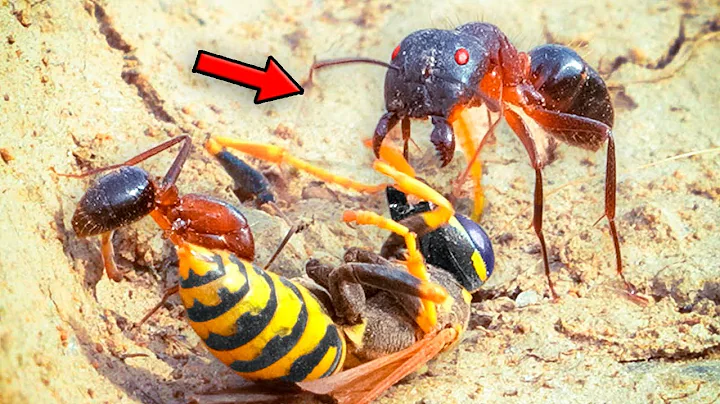 GIANT ANT vs WASP: The Battle That Triggered an Ant Invasion!
