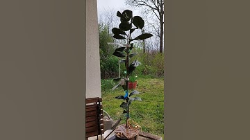 Thumbnail of Découverte de mon premier agrume rustique : okitsu satsuma sur fa 5 #jardin #agrumes #rustique
