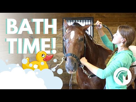 Video: How To Wash A Horse