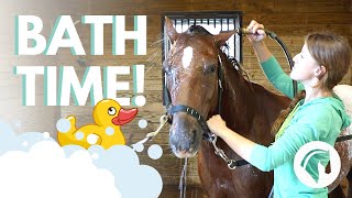 How to Bathe a Horse (StepByStep Guide)