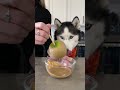 How To Make A Caramel Apple For Dogs! #shorts