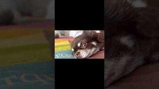 Good Doggy #badbunny #love #mom #baby #follow #subscribe #parati #viralreels #cute #youtubeshorts