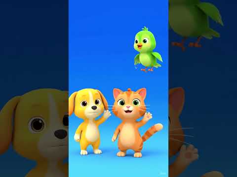 Animals