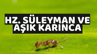 Hz Süleyman Vs Aşık Karınca Hikayesi