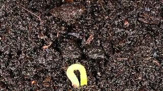 Nascita Di Una Piantina Di Trinidad Douglah Capsi Chinense